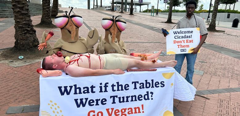 Giant ‘Cicadas’ Feast on ‘Human Flesh’ in Pointed Message to Bug-Killing Insectarium