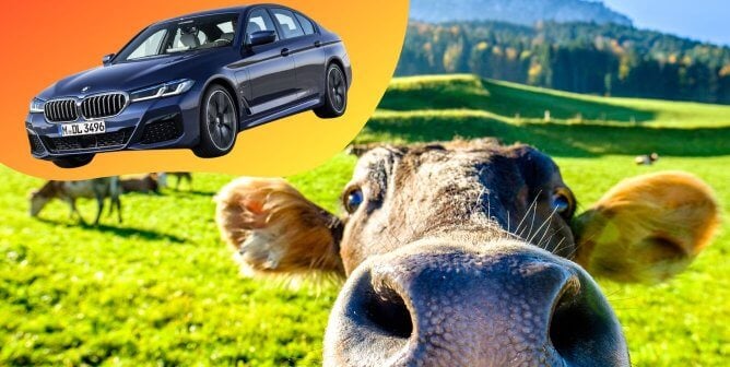 close up of cow next to vegan car