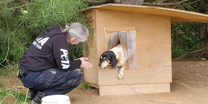 peta fieldworker checks on dog in doghouse