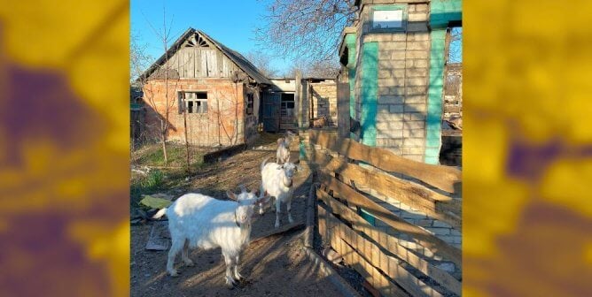 Goats rescued in Ukraine