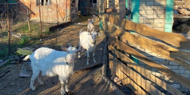 three goats in Ukraine