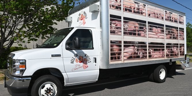 large truck with images of pigs bound for slaughter plastered on the side with a Hell on Wheels logo on the driver door