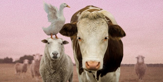 cow, sheep, goose in a field