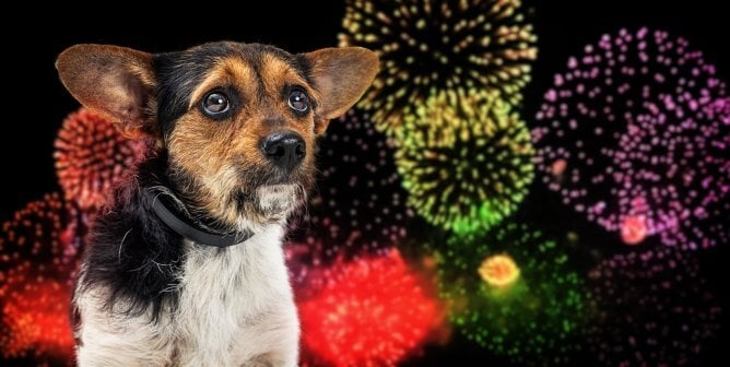 Small nervous dog afraid of loud Fourth of July fireworks display