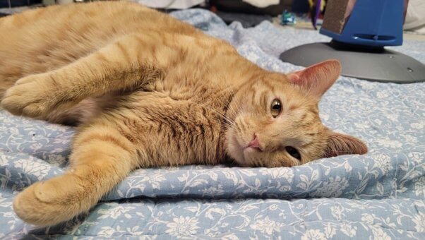 Orange tabby cat Jane lying on a blue blanket