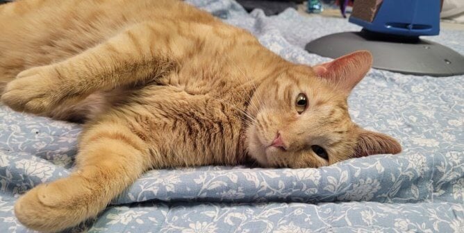 Orange tabby cat Jane lying on a blue blanket