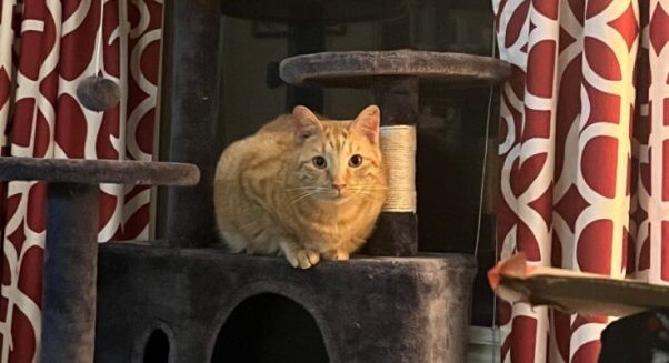 Adoptable cat Jane hanging out on a cat tree