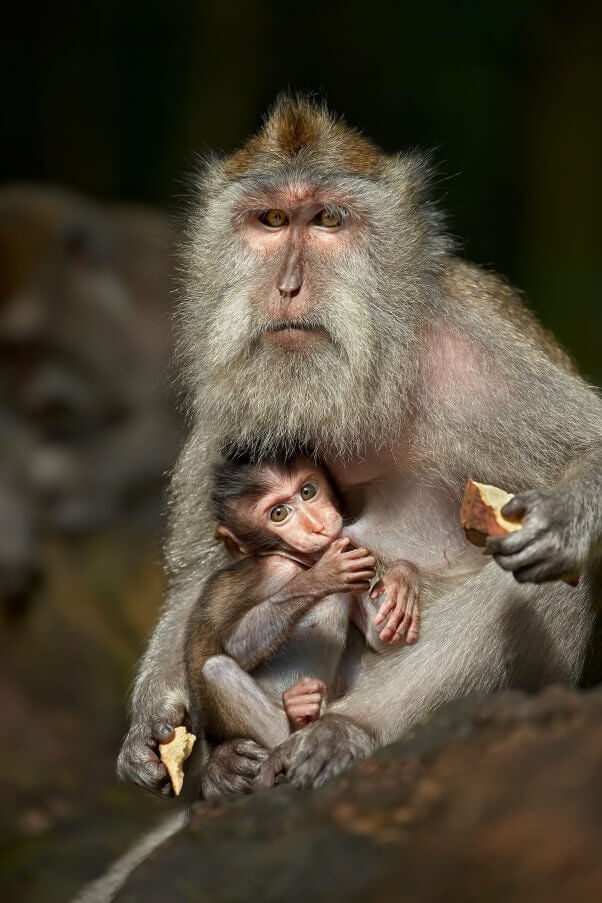 A mother and a juvenile long-tailed macaques walking into a stream