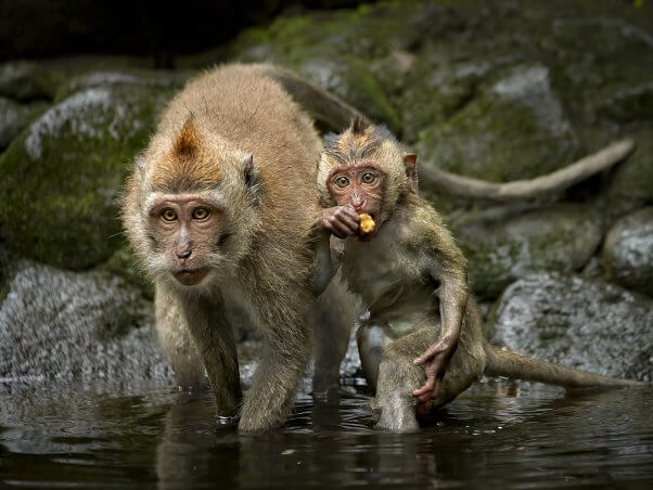 A mother and a juvenile long-tailed macaques walking into a stream