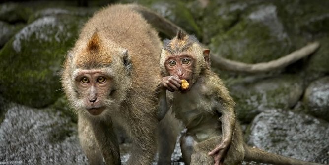 A mother and a juvenile long-tailed macaques walking into a stream