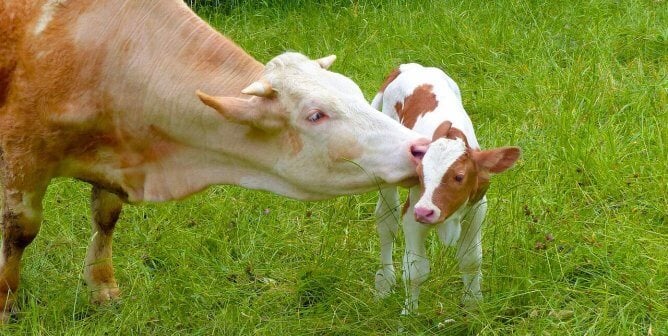 mother and baby cow in grass