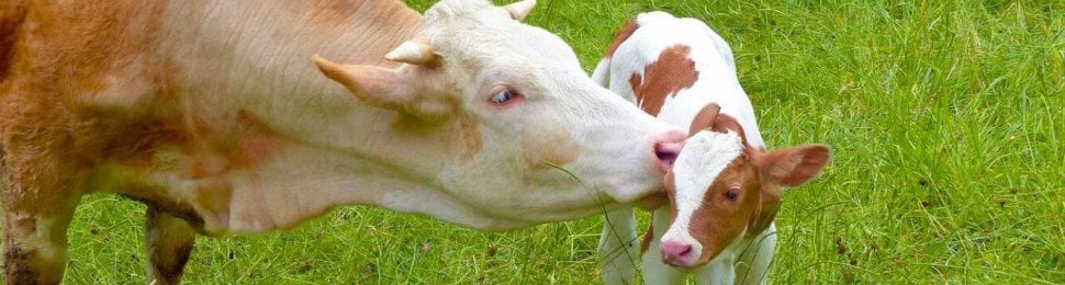 mother and baby cow in grass