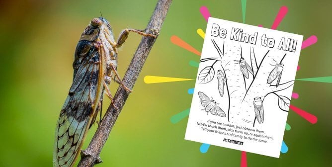 Cicada on a branch next to coloring sheet with starburst