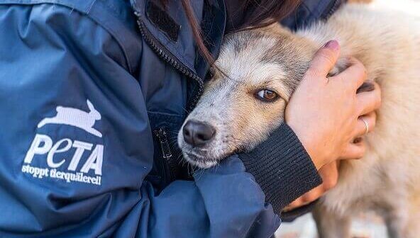 A tan dog is hugged