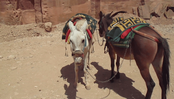 Two encumbered equines