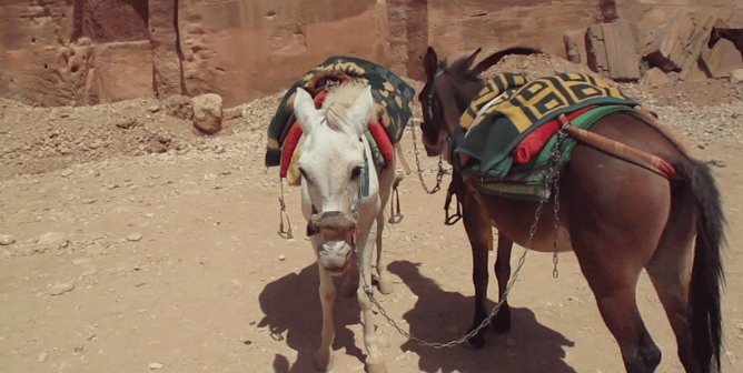 Two encumbered equines