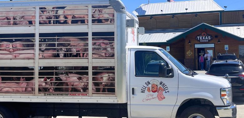Pig Truck Blasts Dying Animals’ Cries Outside Texas Roadhouse in Indiana