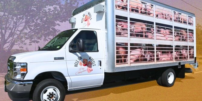 large truck with images of pigs bound for slaughter plastered on the side with a Hell on Wheels logo on the driver door