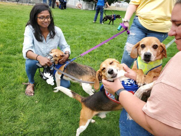 Beagles juegan con humanos en el festival de adopción de PETA Poochella 2024