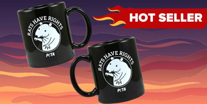 rats have rights feature image