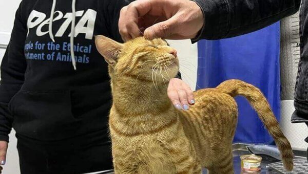 An orange cat is pet by a rescuer