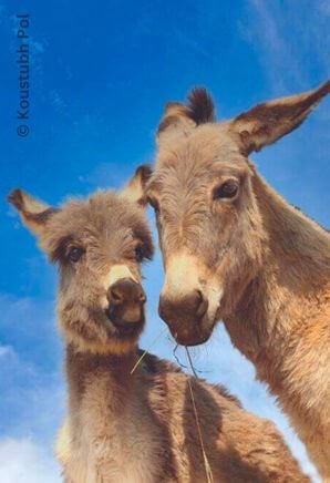 two donkeys Rahda and Bill who were rescued