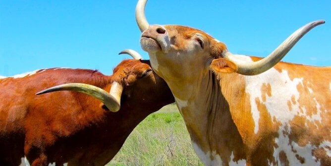 two bulls showing affection