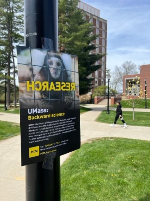 Photo of a flyer on a pole in Umass