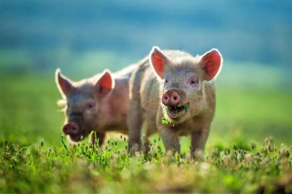 Pigs eating grass in field with blue sky