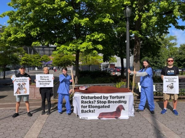 peta protestors stretch "dachshund" across a prop torture rack in front of westminster dog show