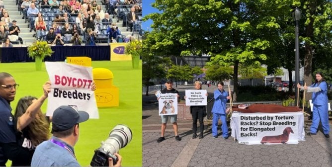 (left) protestor arrested at westminster dog show (right) protestors stretch mascot across prop torture rack