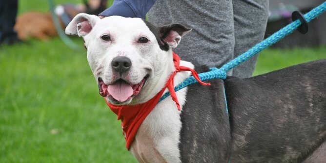 white and black dog at poochella
