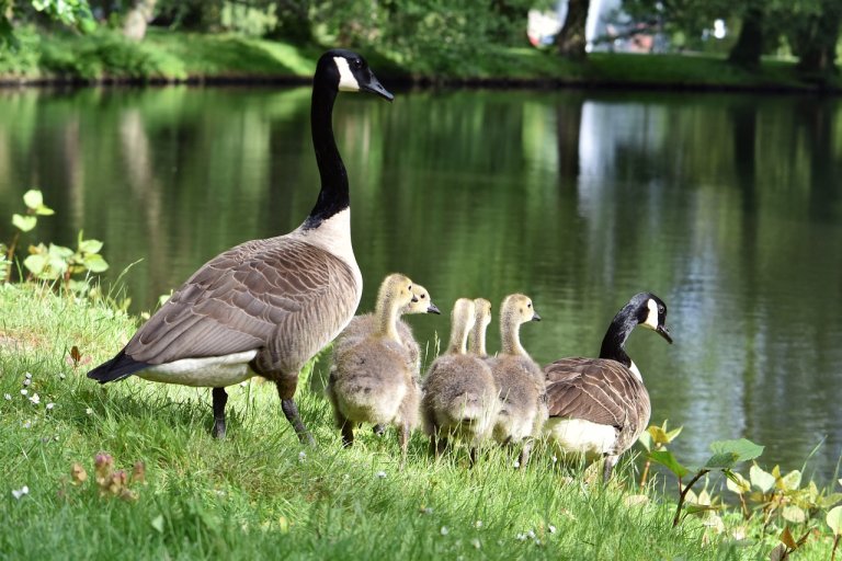 Urge New Jersey Town to Halt Goose Massacre PETA