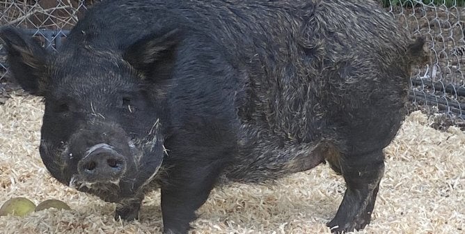 Adorable potbellied pig Amy