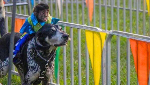 Monkey forced to ride a dog in Banana Derby