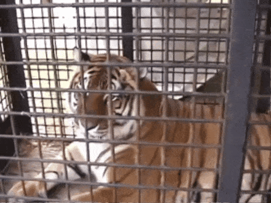 Blazsak tigers.