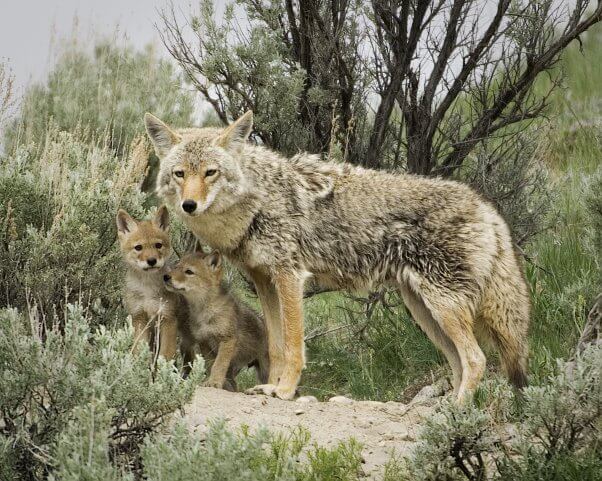 Coyote and two pups