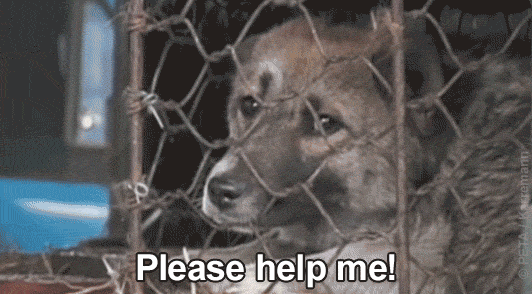 dog and cat in cramped metal cages with the words please help me