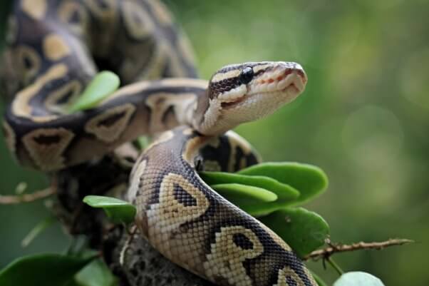 A closeup of a python snake wrapped around a leafy branch