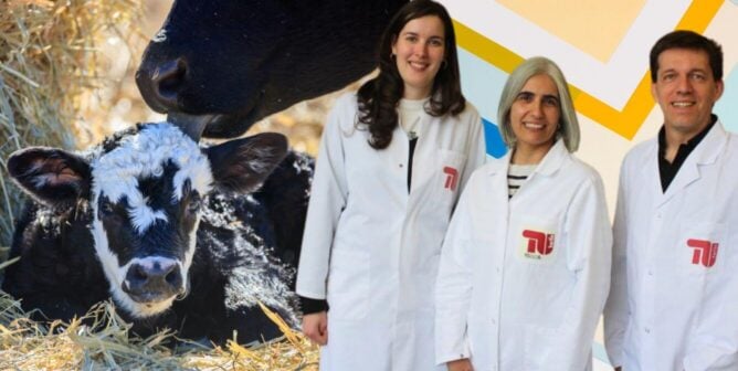 Three scientists next to a black and white calf