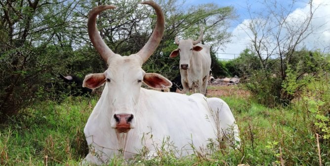 Two white bullocks in grass