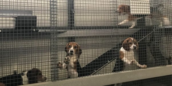 beagles in Marshall Farms Facility