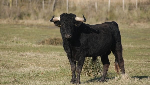 A black bull in a field