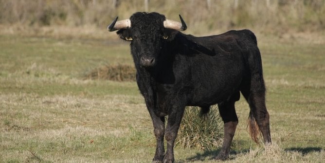 A black bull in a field