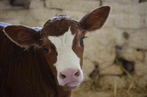 Close up of calf's face with eyelashes