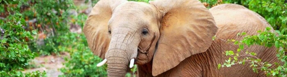 Elephant