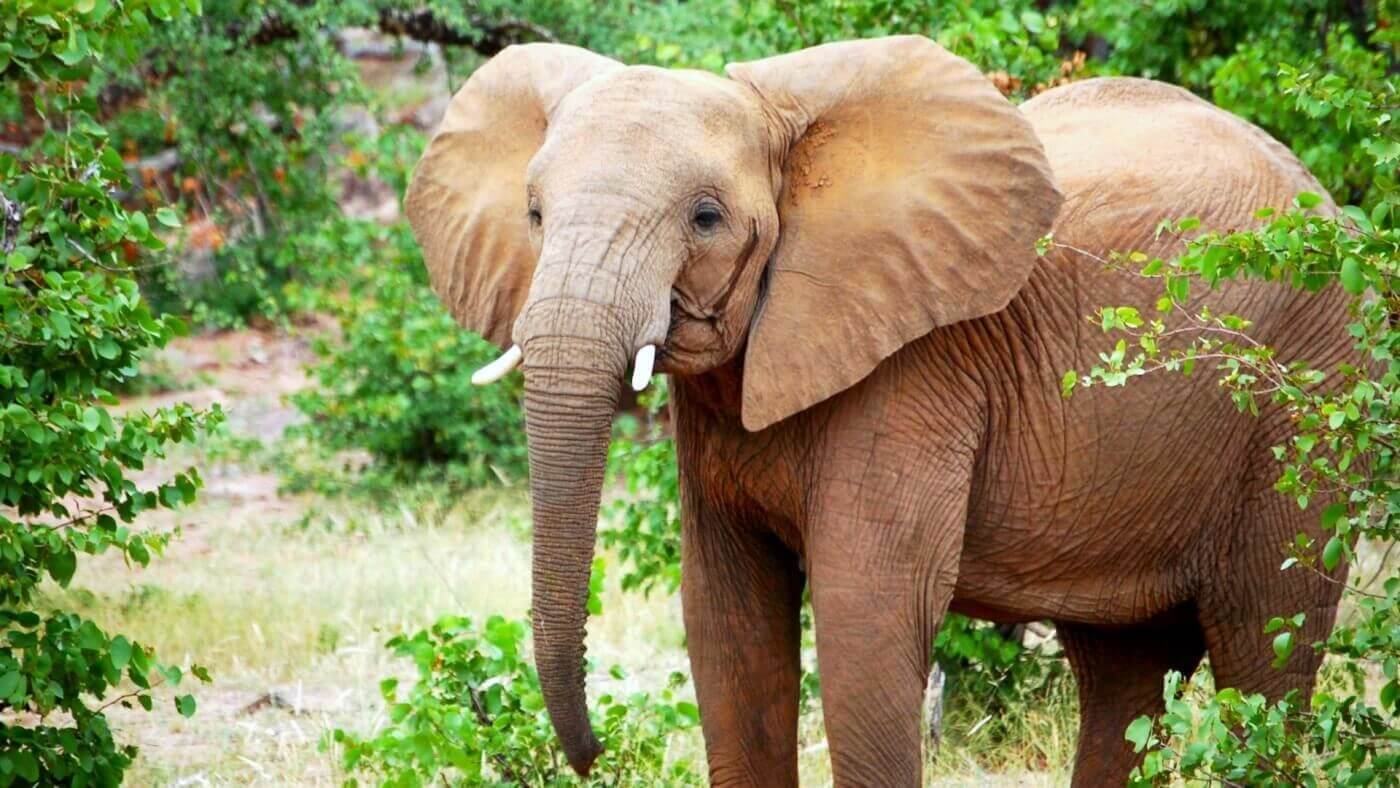 Elephant