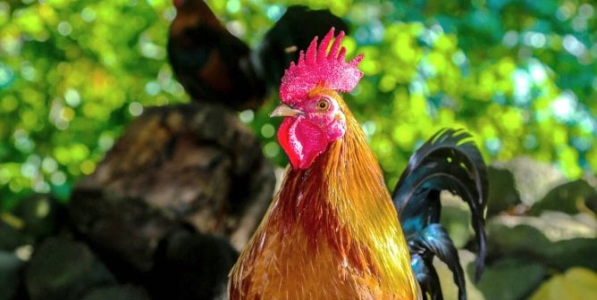 Rooster stands in front of rocks and greenery