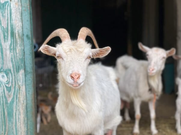 rescued goats in Ukraine