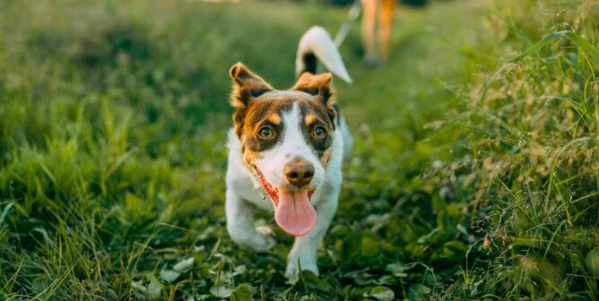 brown and white dog with their tongue out as they walk with a human on a green earthy path